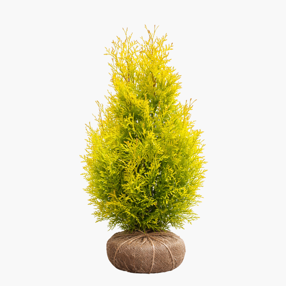 4C-1 Golden Smaragd - Image 1